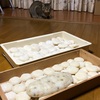 猫達のお正月ごはん