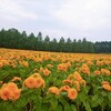 日曜日の過ごし方。ひまわり🌻を見に行ってきましたー！