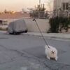 コロナ封鎖の街、ついにドローンを使って犬を散歩させる人まで登場！