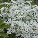 せきれいの森