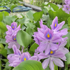 一輪の花とともに始める朝｜社労士の視点で伝える日々のこと
