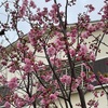 自宅の桜　寒緋桜です。綺麗に咲きました。