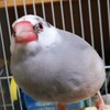 文鳥の背眠（くちばしを背中へ突っ込んで眠る）と片足立ちについて。