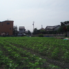 今日の、コミュ二ティ農園の様子