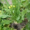 塔立ちの始まった冬野菜