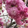 今年の桜