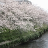 連歌橋周辺の桜満開