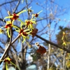 弘前公園のマルバマンサク咲いでらよ♪ソメイヨシノの開花時期を占う花っこ