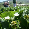 Strawberry Picking