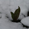 「春の淡雪・名残り雪」…、夕方には融けました。