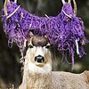 Nice hairnet, deer