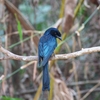 カザリオウチュウ Greater Racket-tailed Drongo