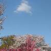 絶景スポット 美しいエメラルドの湖 白水湖 岐阜 紅葉 見頃時期は？