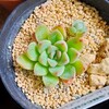 🌵多肉植物   お迎えして１か月の運試しセット  プリドニス×エレガンス他🌵