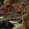 🍂小石川後楽園　ズームレンズで紅葉撮影🍁