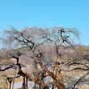 樹齢1300年の天然記念物・奥山田のしだれ桜！