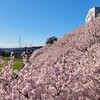 早咲きの桜「春めき桜」を見に行こう！①【南足柄市  一ノ堰ハラネ】