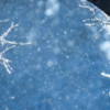 粉雪