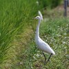 佇むチュウサギ
