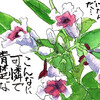 【西東京の植物絵手紙（66）…西東京市保谷町でヘクソカズラの花に出会った！】