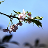 花粉舞い散る中、梅次郎