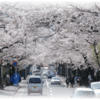 　安部山公園の桜　満開