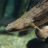 ポリプテルス・コンギクス Polypterus congicus