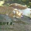 猫たちの石