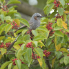 西部運動公園の野鳥その５（２０１９　０４１４）