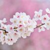 【サク読み】桜がなくなる日～日本人と桜～