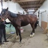 牝馬2頭が引退へ