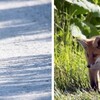 キタキツネの家族に逢う