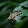 🦋真夏の小石川植物園で昆虫探し😊