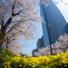 OLYMPUS AIR A01＋M4/3レンズで撮る東京の桜、他