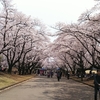 稲荷山公園 桜まつりに行ってきました