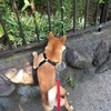 実家に帰りたい