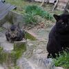 今日の猫さんロード　雨