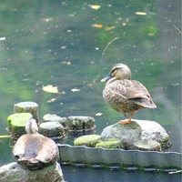  深大寺に初めて行きました、その２。