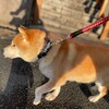 老犬ホームあん｜新人さん リョウ^^