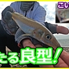 【エサ/ルアー】🐟台風後のお魚チャンス❗8魚種ゲットーーーー❗❗