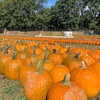 【アメリカでハロウィン】パンプキンパッチとジャックオーランタン