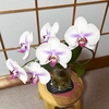 胡蝶蘭　水栽培　2