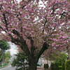 通勤帰りに桜を撮る　その３