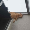 きょうのツナ吉（284)