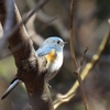 やっぱり青い鳥は探鳥会の人気者