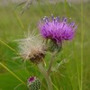 探鳥会？芋ほり？