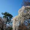 It was a popular page yesterday, 2023/3/27, with my shots on 3/22 in Kyoto 3.
