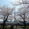 隅田公園の桜・桜短歌2018また続き