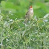 【野鳥観測_とり高6】橋の端から端の橋まで