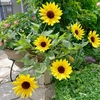 7月の庭 ①｜真夏の暑さに負けず咲く、わが家の花たち